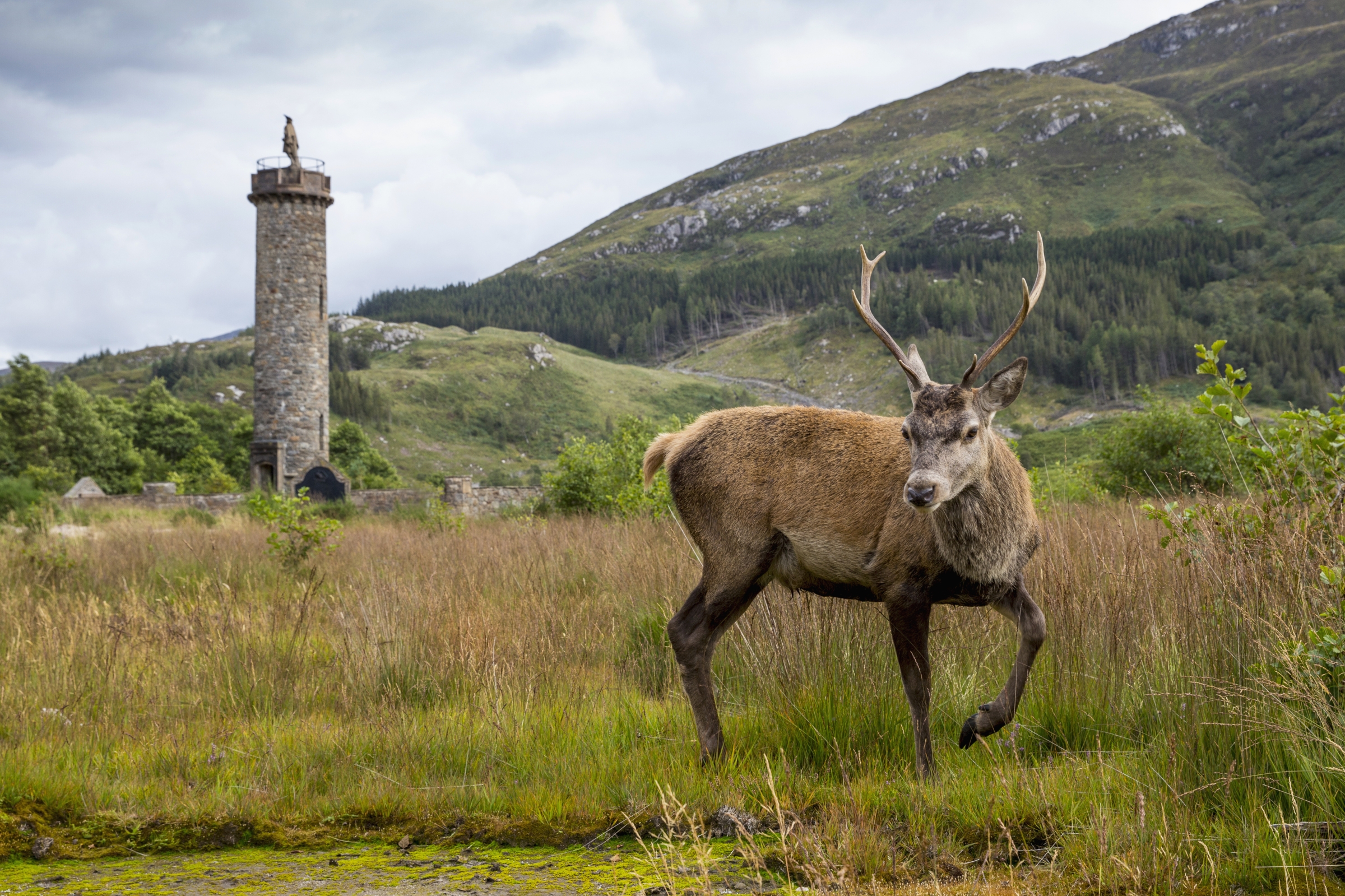  Stag